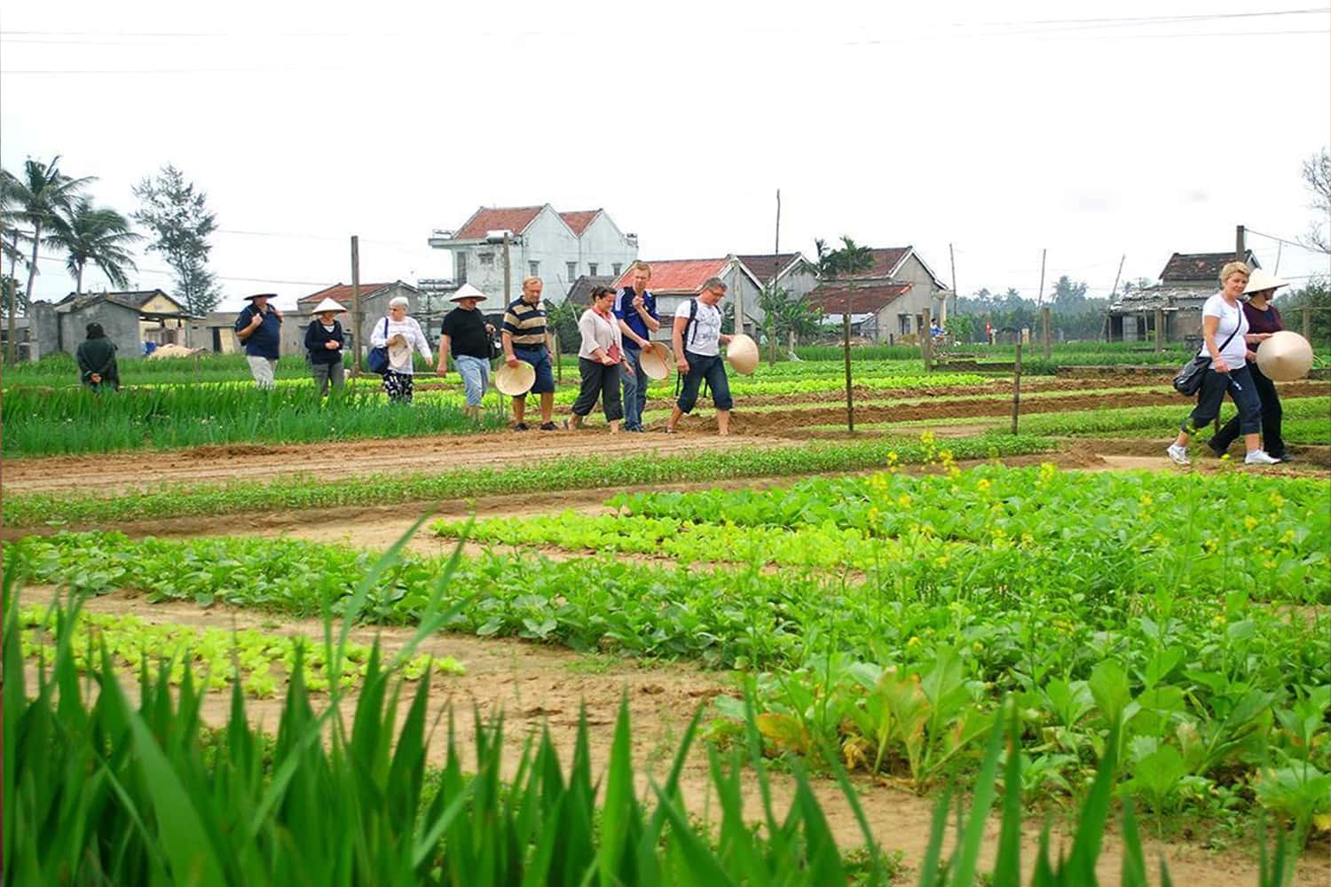 Làng rau Trà Quế