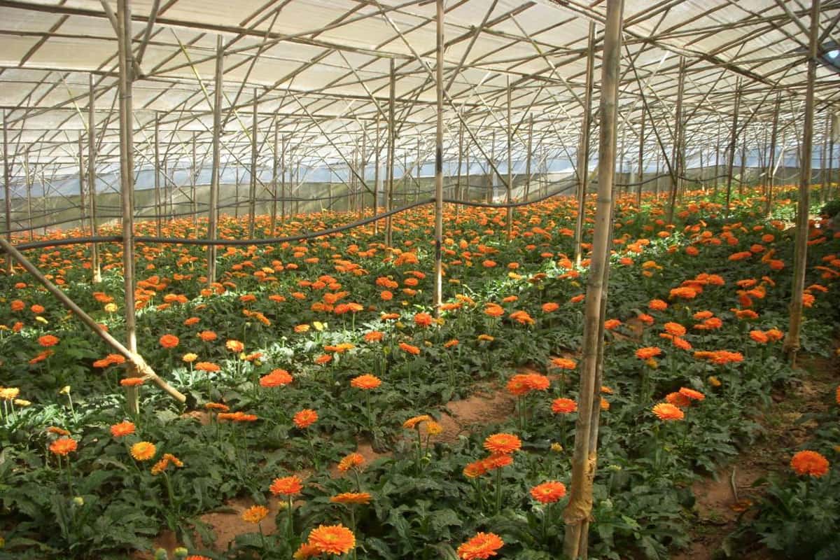 Làng hoa Thái Phiên Đà Lạt