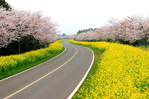 Top 7 trải nghiệm thú vị khi du lịch đảo Jeju