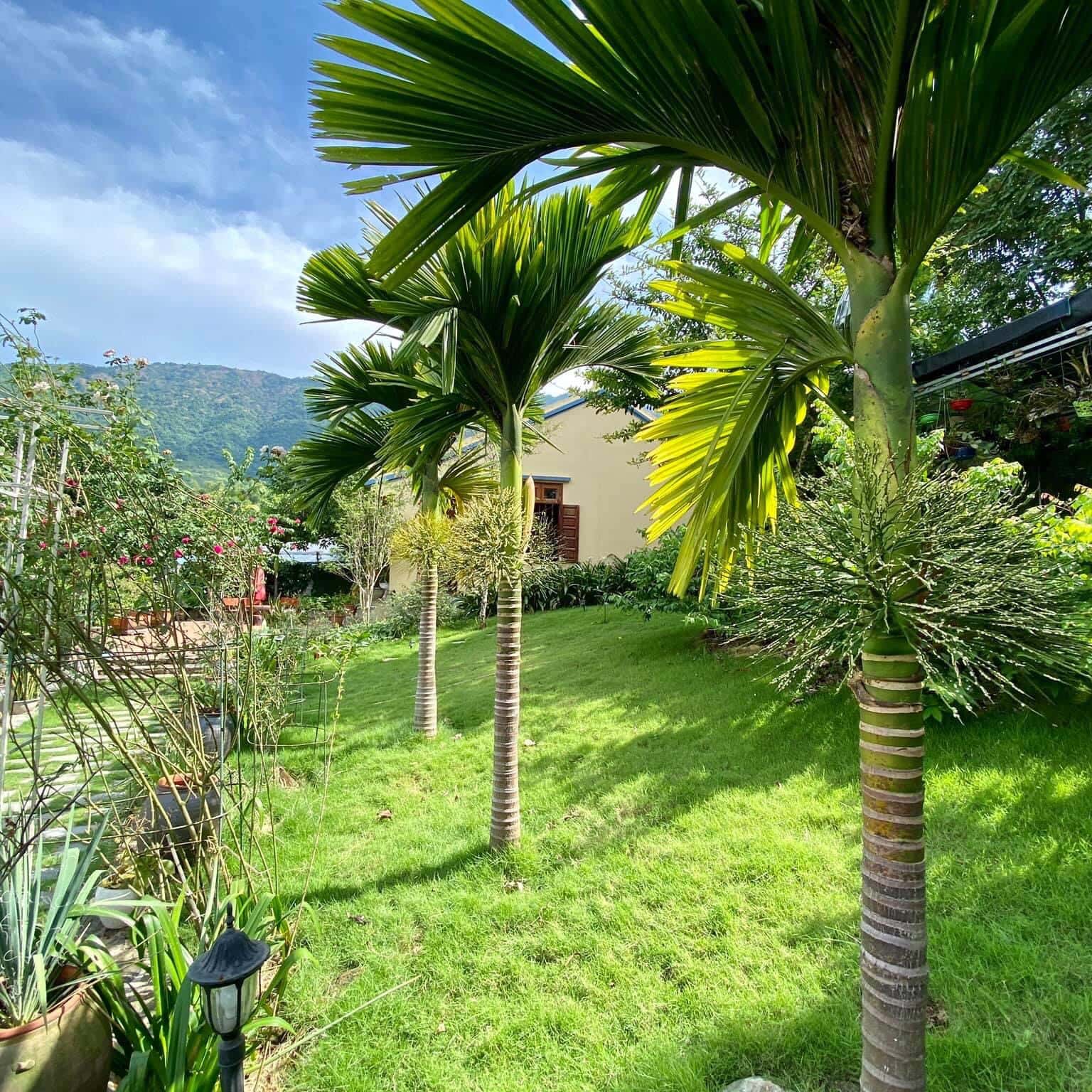Con đường xanh tại Homestay