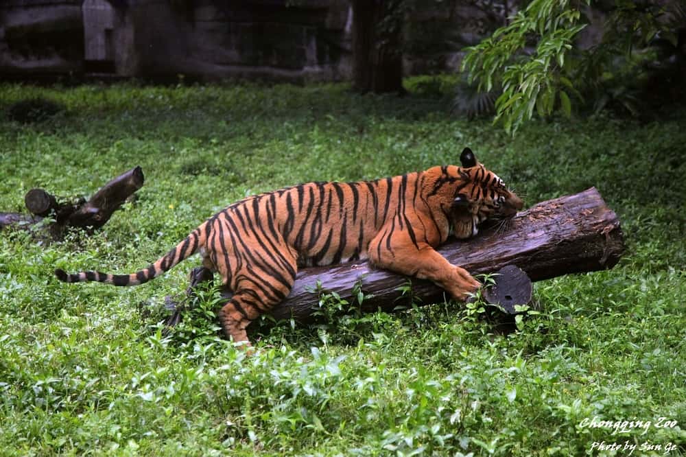 Chongqing Zoo