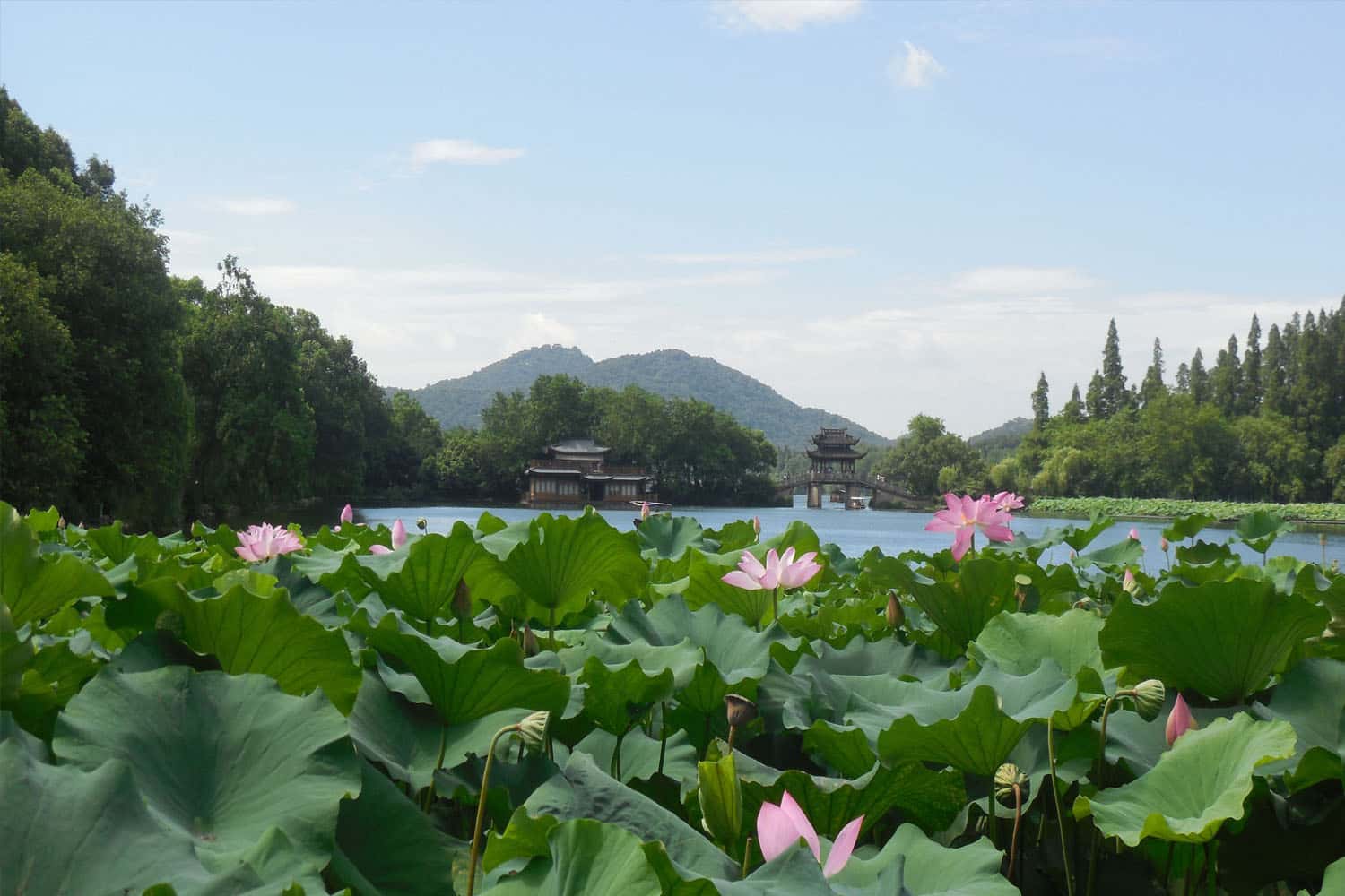 Lễ hội hoa sen Hồ Tây (tổ chức tháng 7-8)