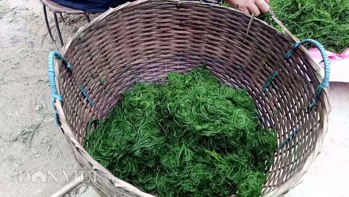 Rêu nướng - món ăn nghe thật lạ tai