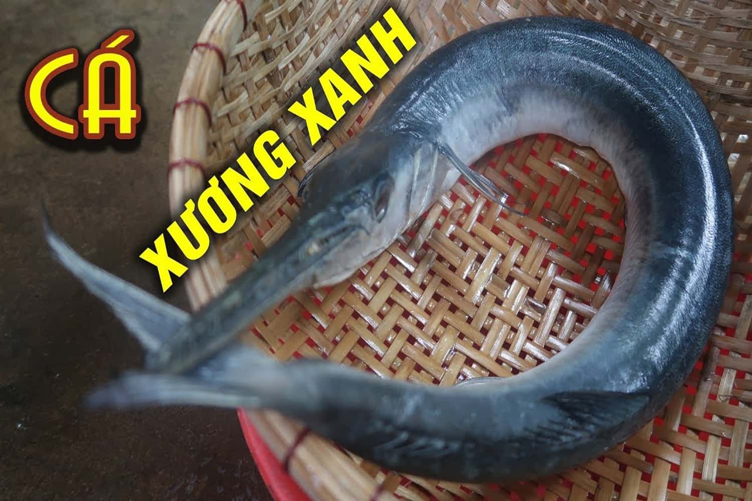 Cá xương xanh