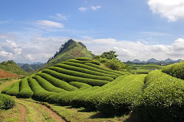 Kinh nghiệm du lịch Mộc Châu, Sơn La