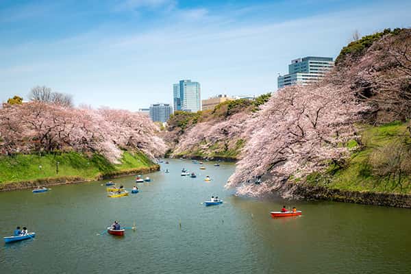 Top 10 địa điểm ngắm hoa anh đào đẹp nhất ở Tokyo