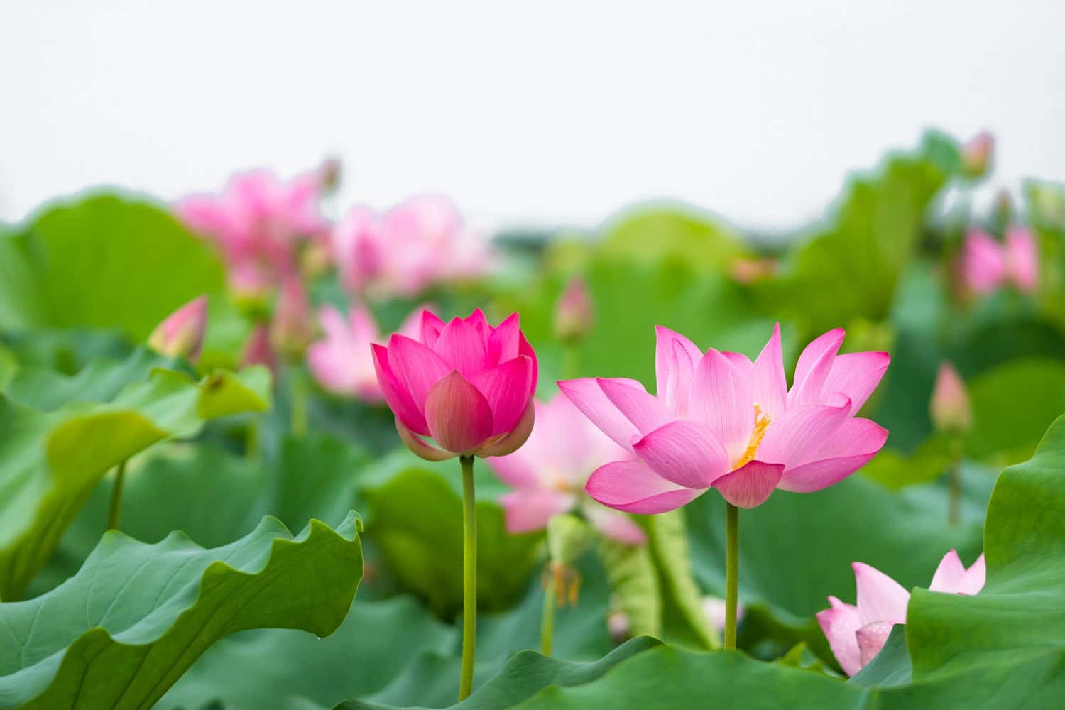 Ngắm hoa sen trong công viên Bắc Hải