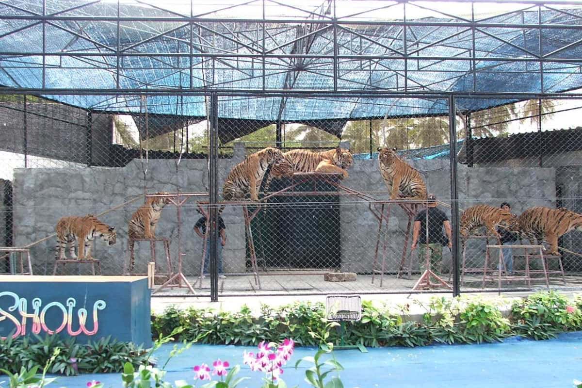 Những màn trình diễn mạo hiểm tại Samui Aquarium and Tiger Zoo