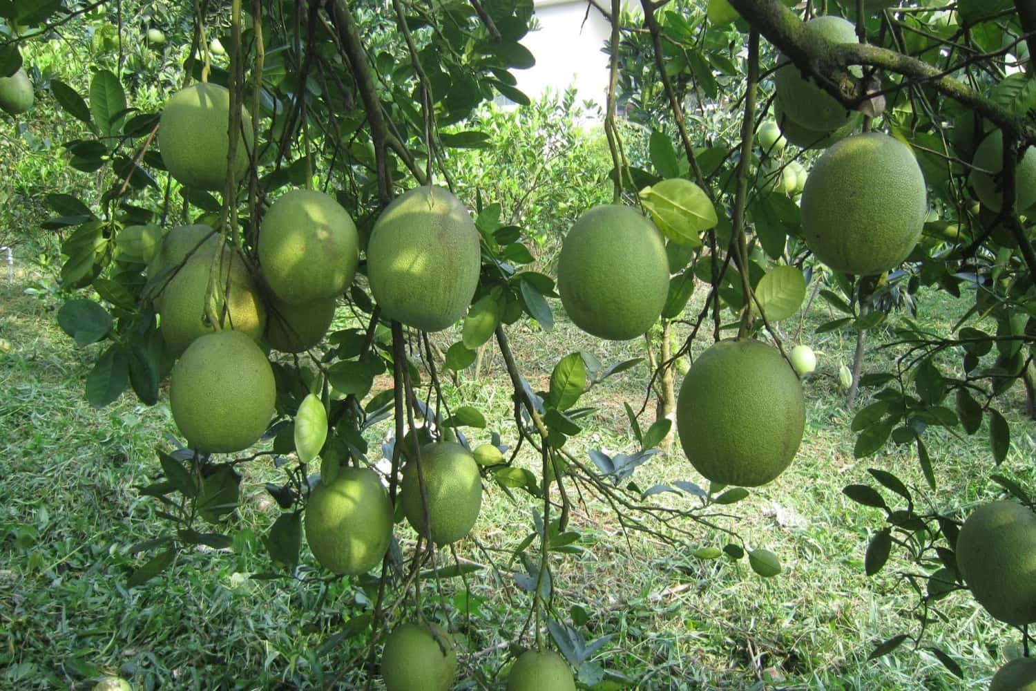 Bưởi Thanh Trà