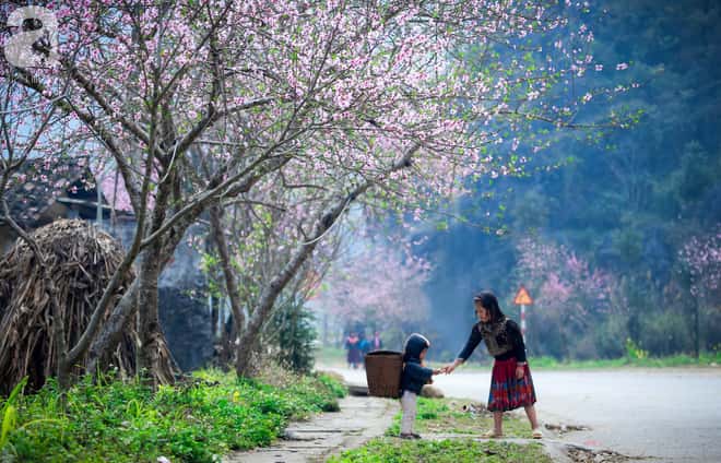 Đến Hà Giang vào mùa xuân, đâu đâu cũng cảm thấy khung cảnh đẹp như tranh vẽ