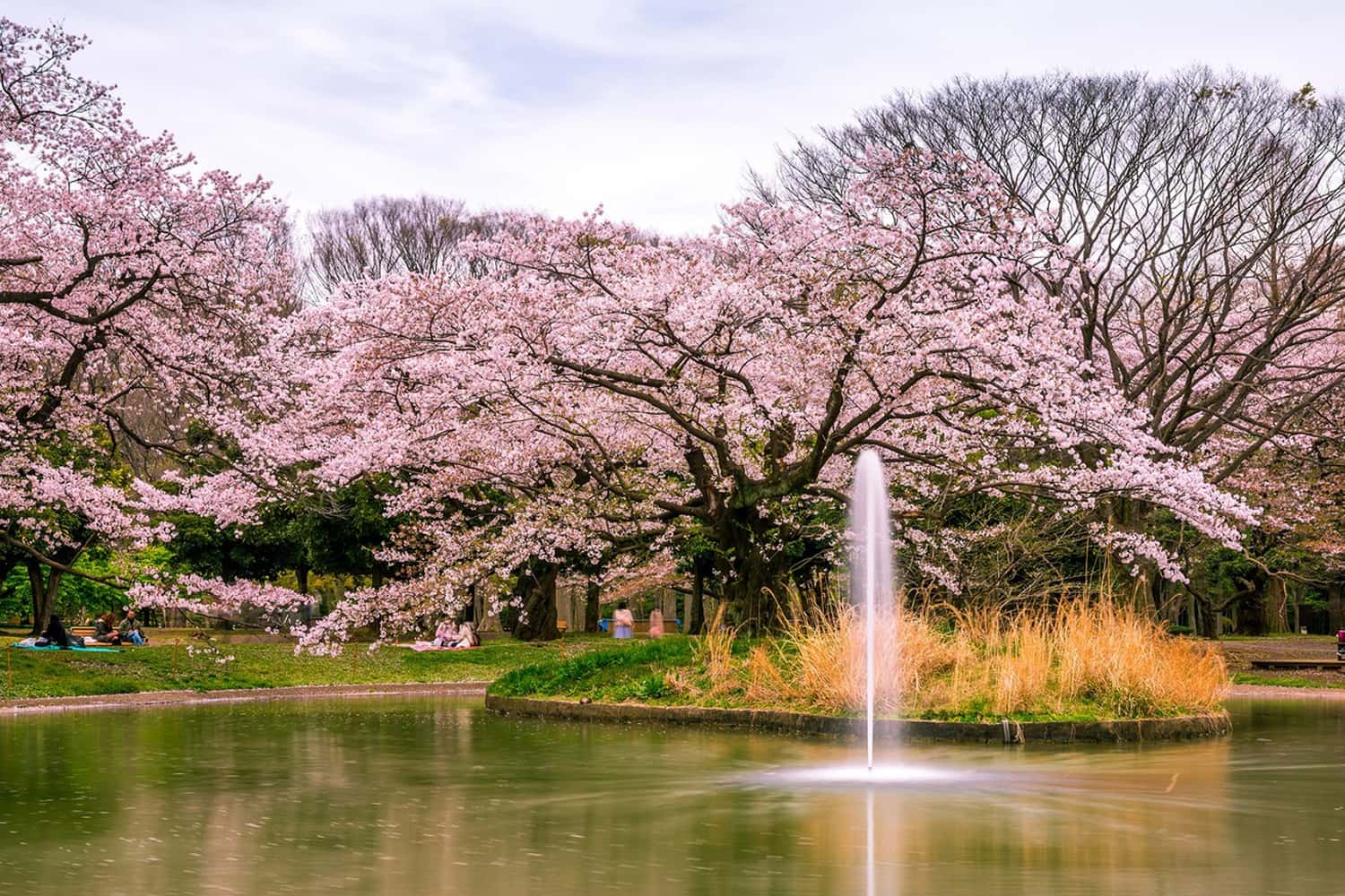 Công viên Yoyogi