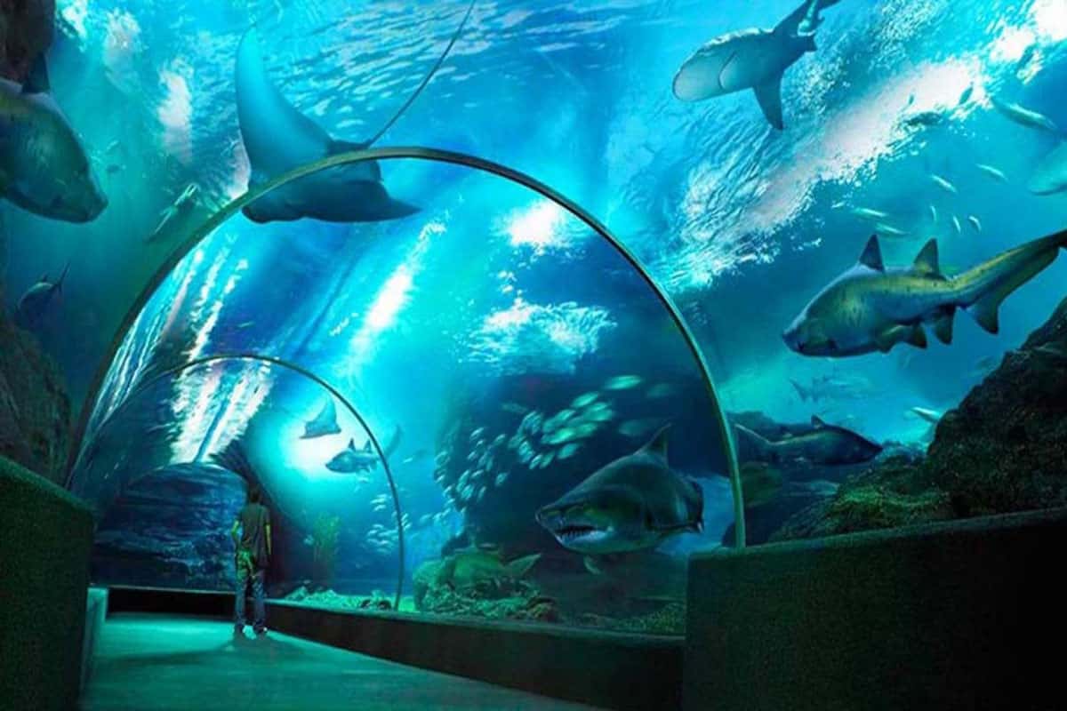 Sea Life