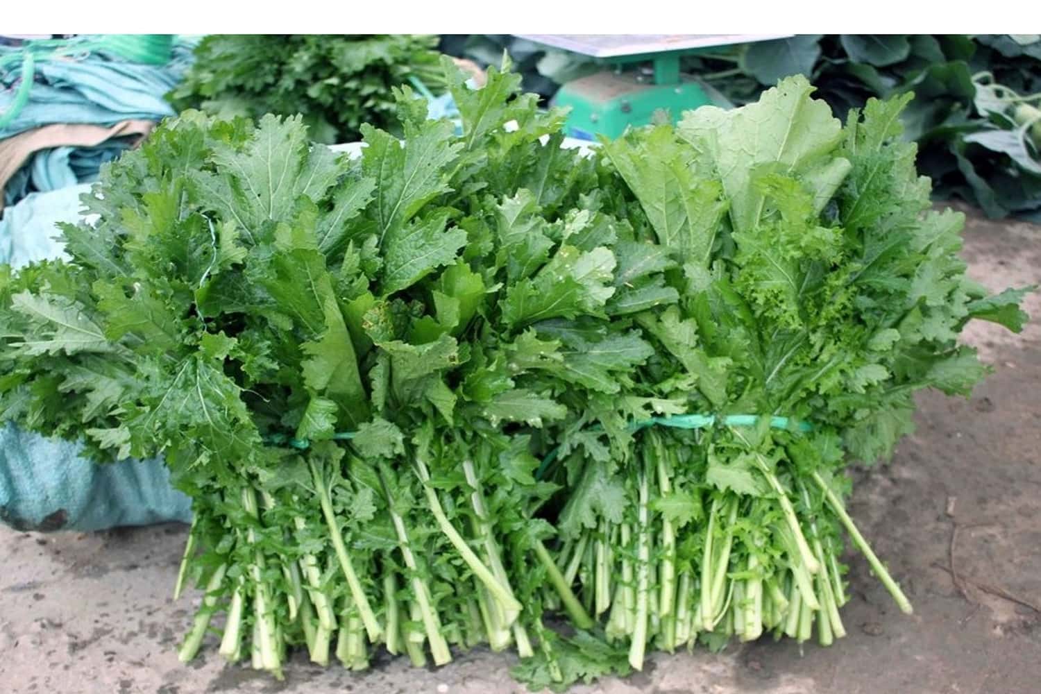 Rau cải mèo