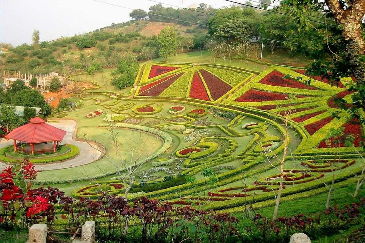 Doi Mae Salong - ngọn đồi hoa anh đào