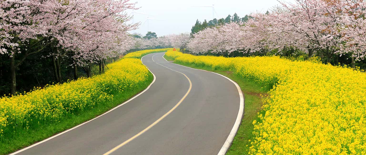 Top 7 trải nghiệm thú vị khi du lịch đảo Jeju