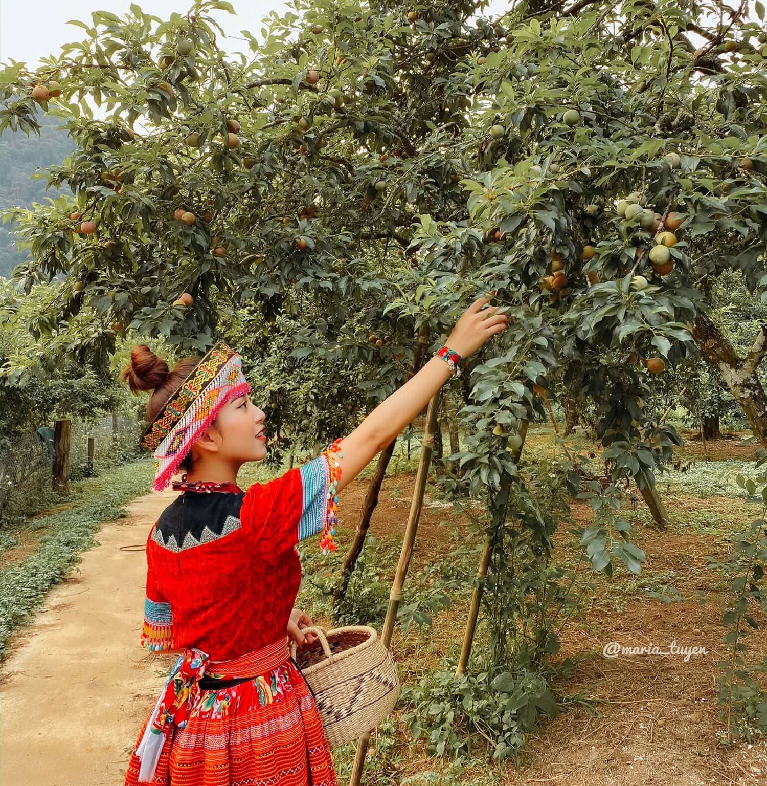Mùa quả rộ là vào tháng 4 đến tháng 6 nên du khách nhớ tranh thủ nhé