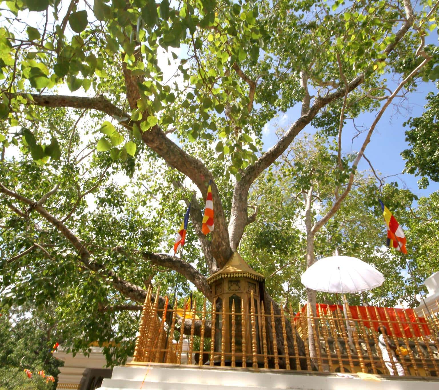 Cây bồ đề quý tại Pháp viện Minh Đăng Quang