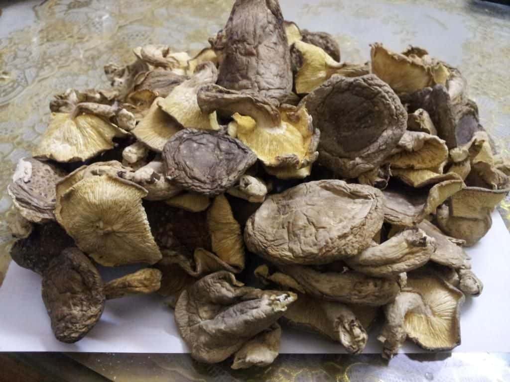 Nấm hương rừng