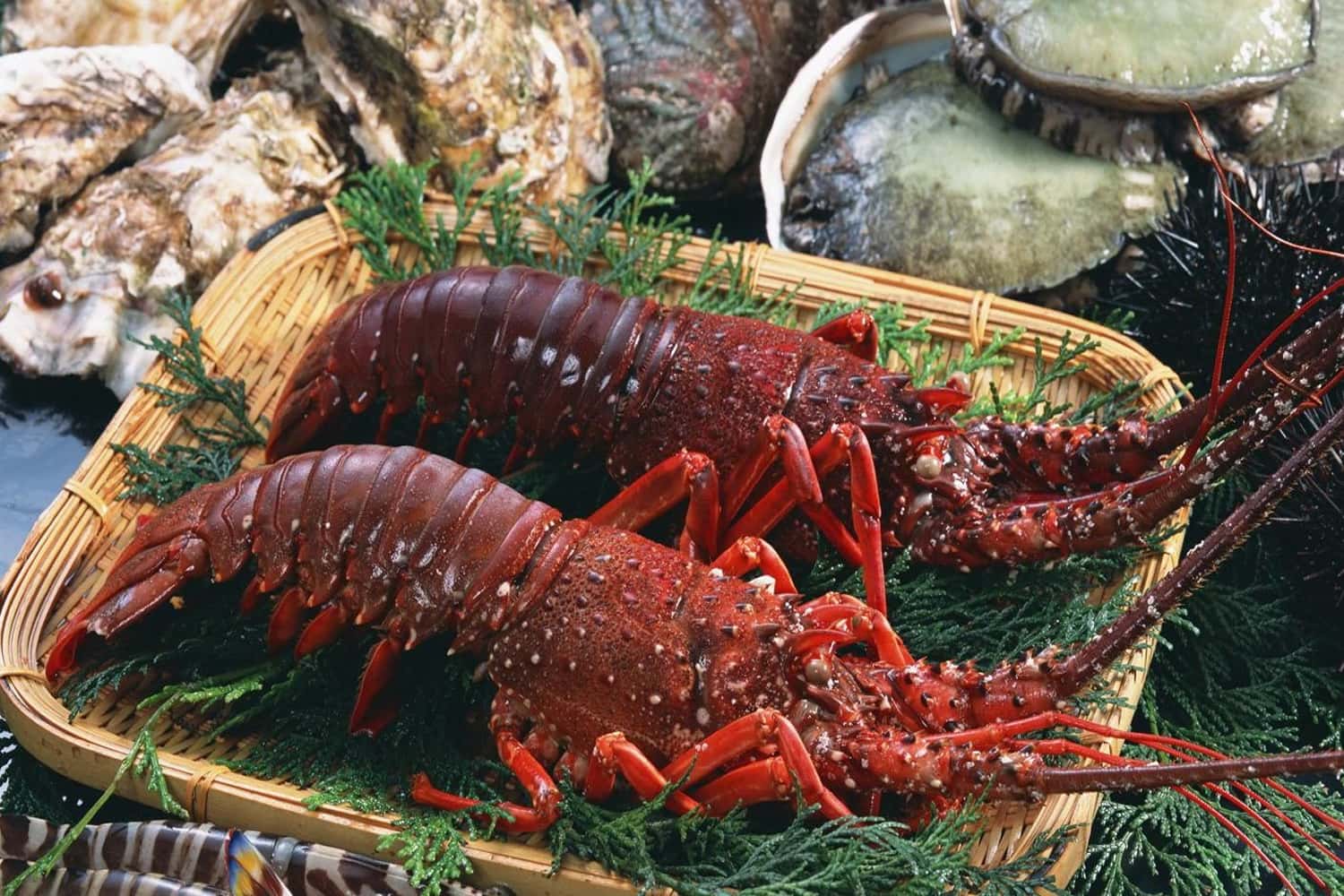 Tôm hùm tại nhà hàng Phương Phương 