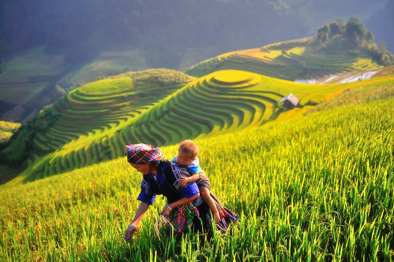 Vẻ đẹp mê hồn của nương lúa ngút ngàn tại Mù Cang Chải