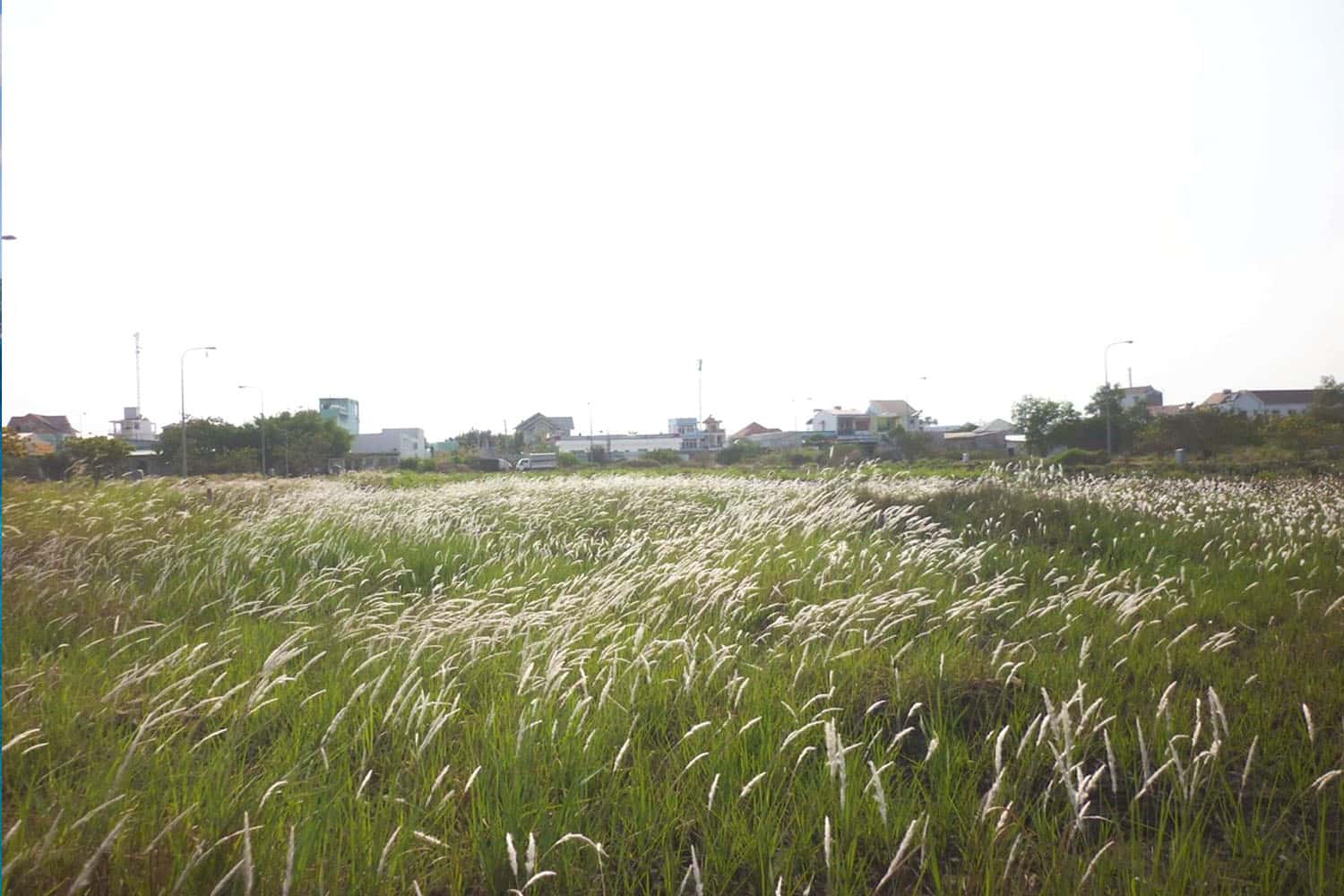 Đồi cỏ lau