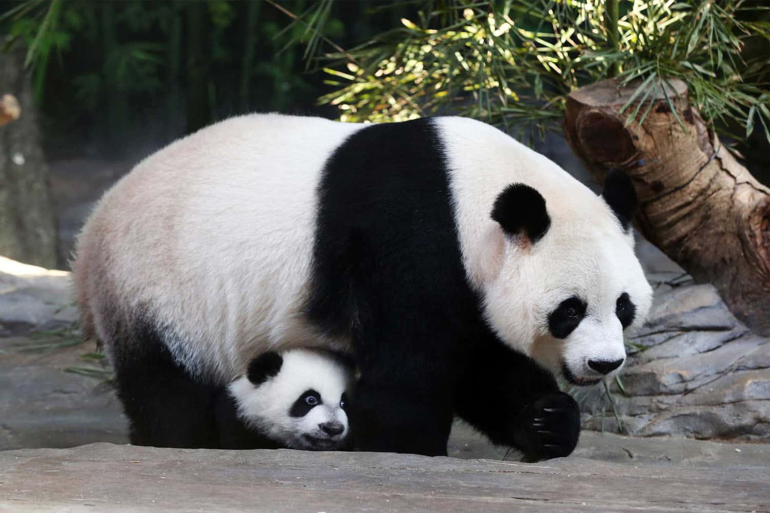 Gấu trúc