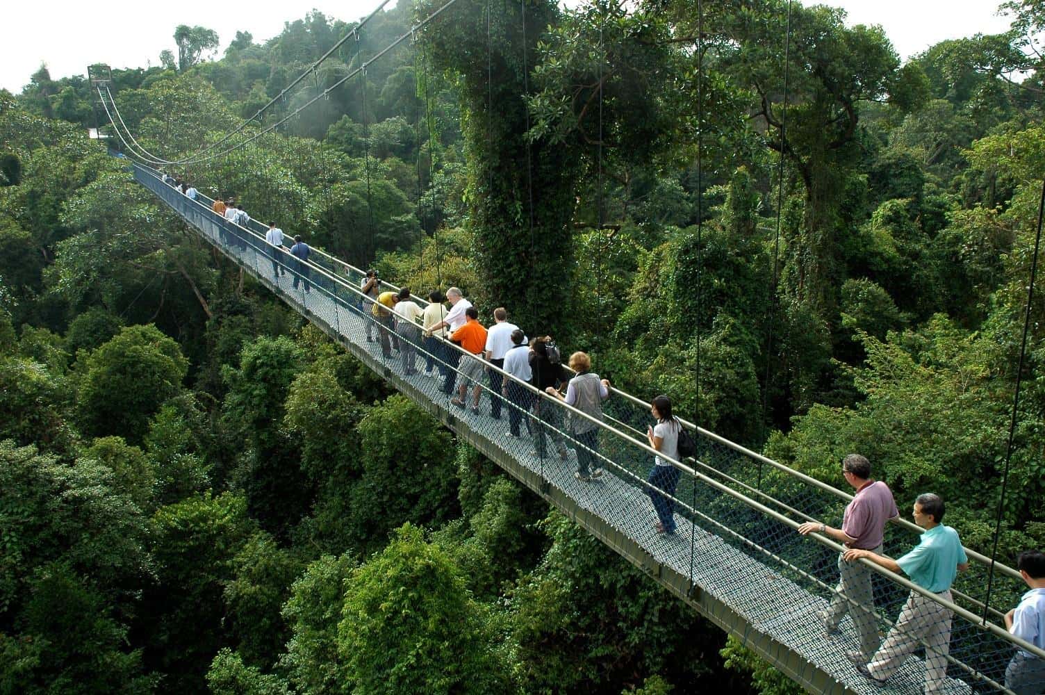 Đi trên cầu ở Macritchie