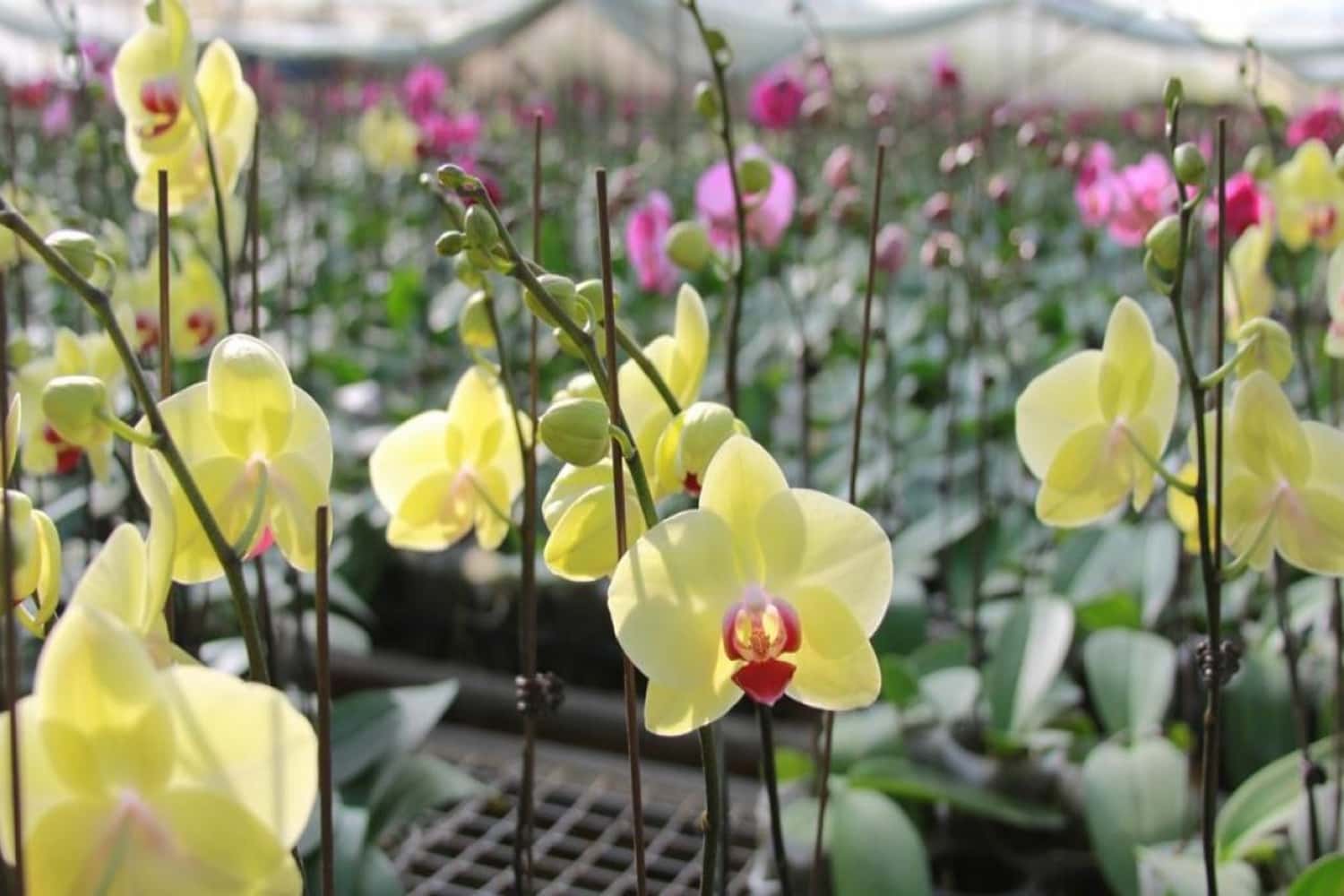 Vườn hoa nhiệt đới Mộc Châu