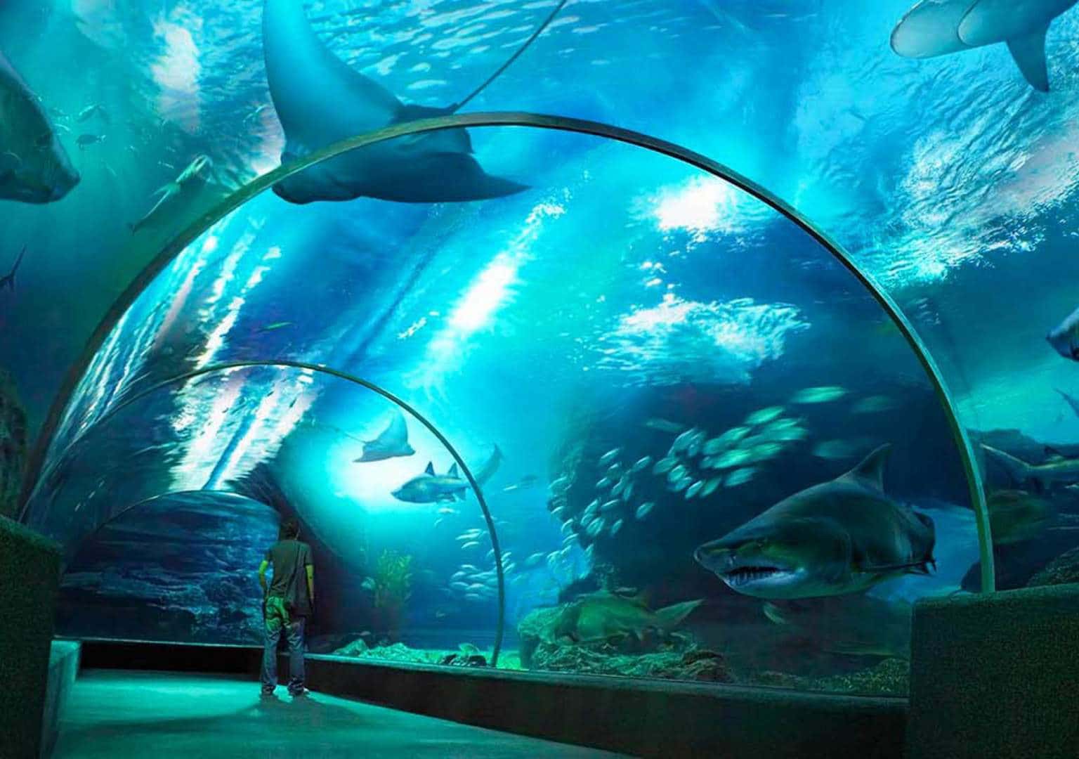 Thế giới thủy cung Underwater World Singapore