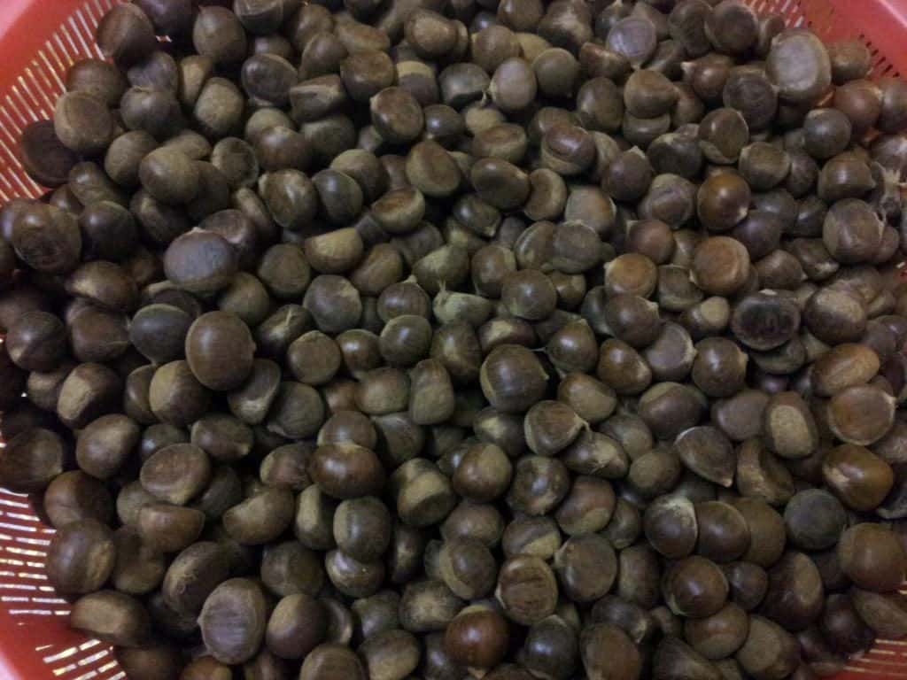 Hạt dẻ rừng Sapa