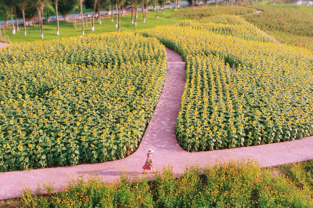 Cánh đồng hoa hướng dương Ecopark - Hưng Yên