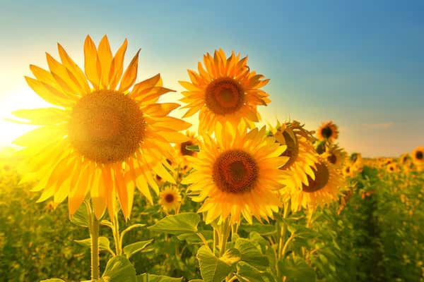Hướng dẫn tham quan cánh đồng hoa hướng dương ở Sài Gòn