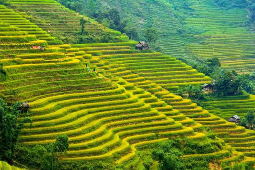 Ruộng lúa ở Hoàng Su Phì với vẻ đẹp rực rỡ