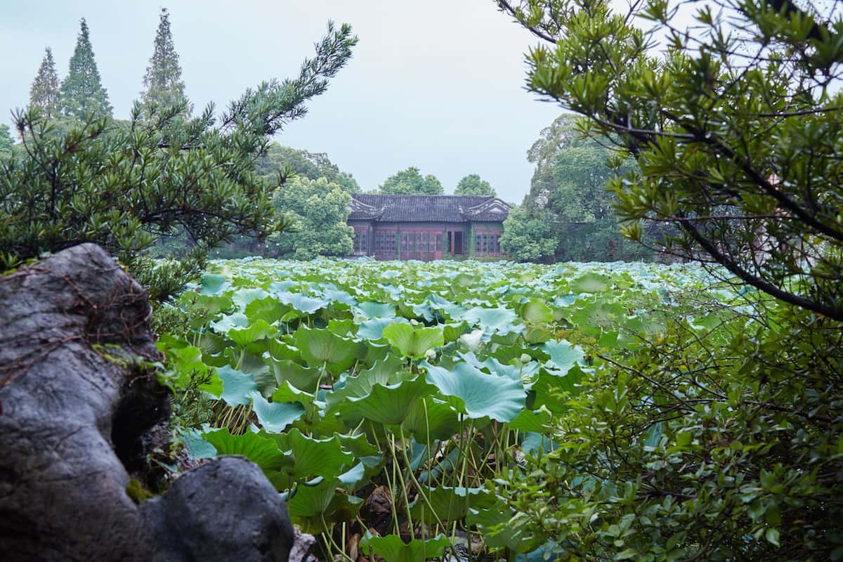 Vườn sen nhỏ - Little Lotus Garden