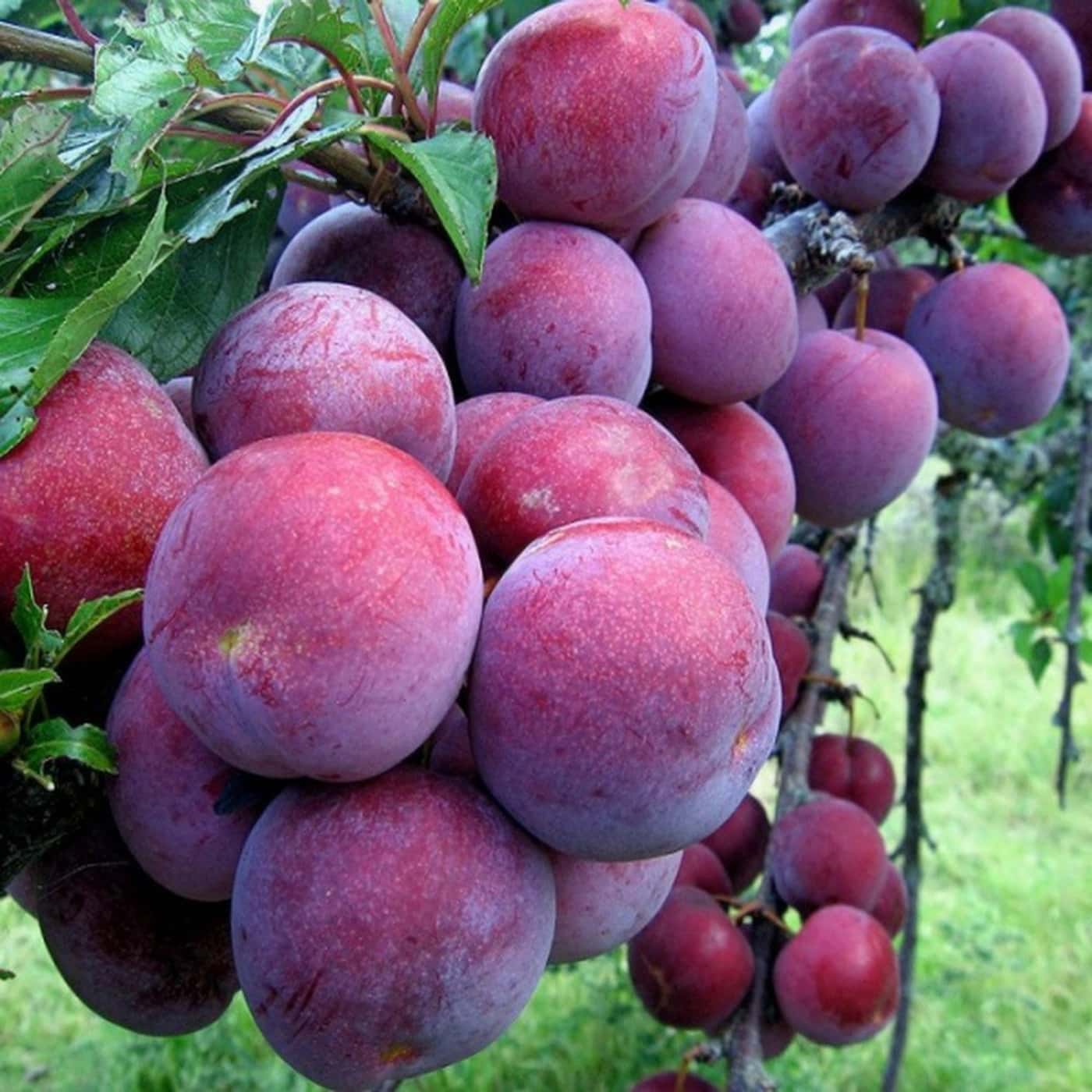Mận, Đào Mộc Châu