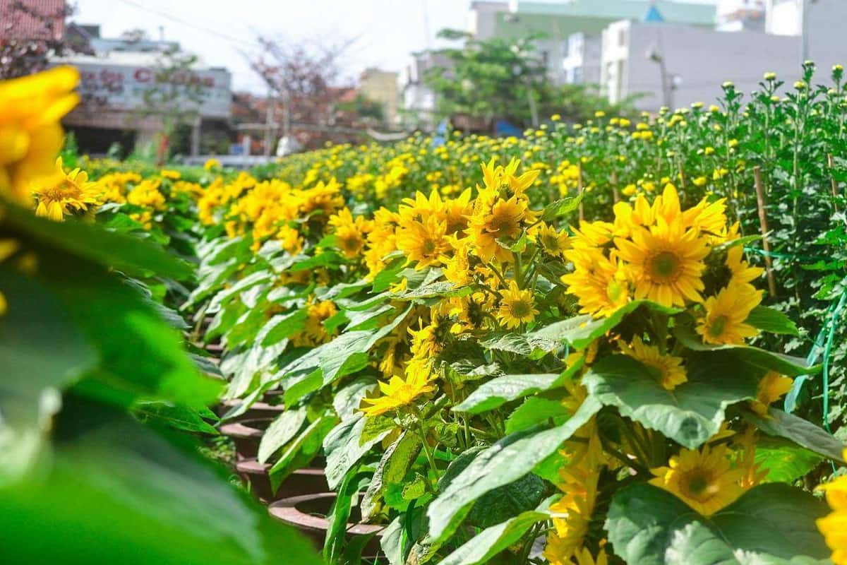 Vườn hoa hướng dương Đà Nẵng