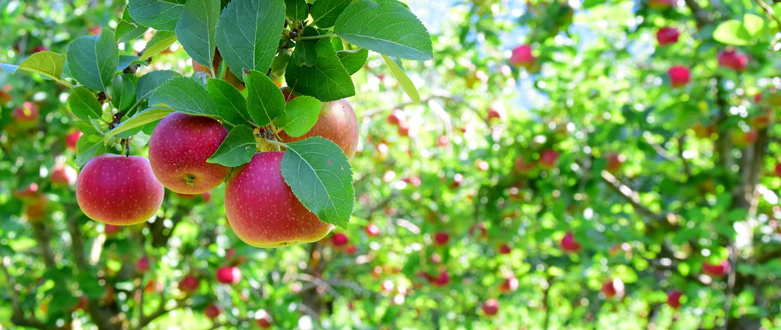 Khám phá 10 vườn trái cây gần Sài Gòn hấp dẫn nhất 