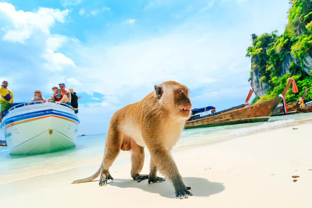  Đi chơi ở bãi biển Monkey