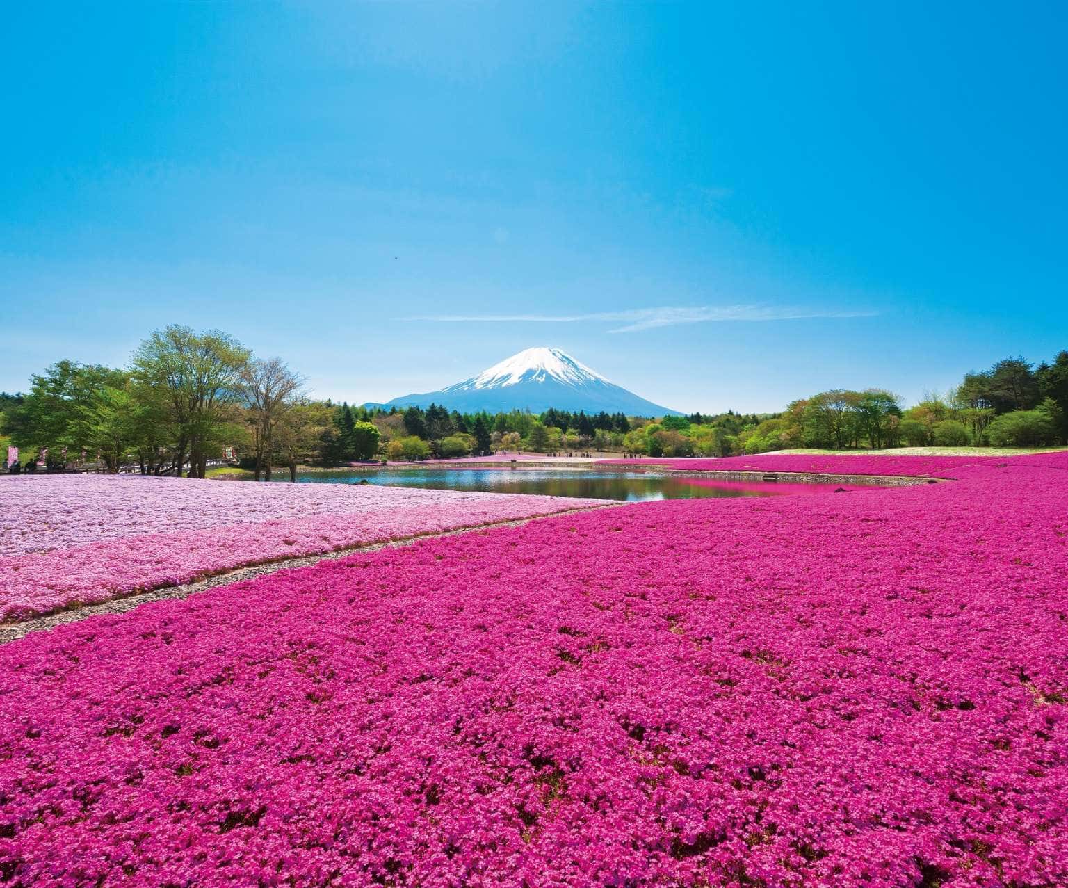 Fuji Motosuko Resort, Yamanashi