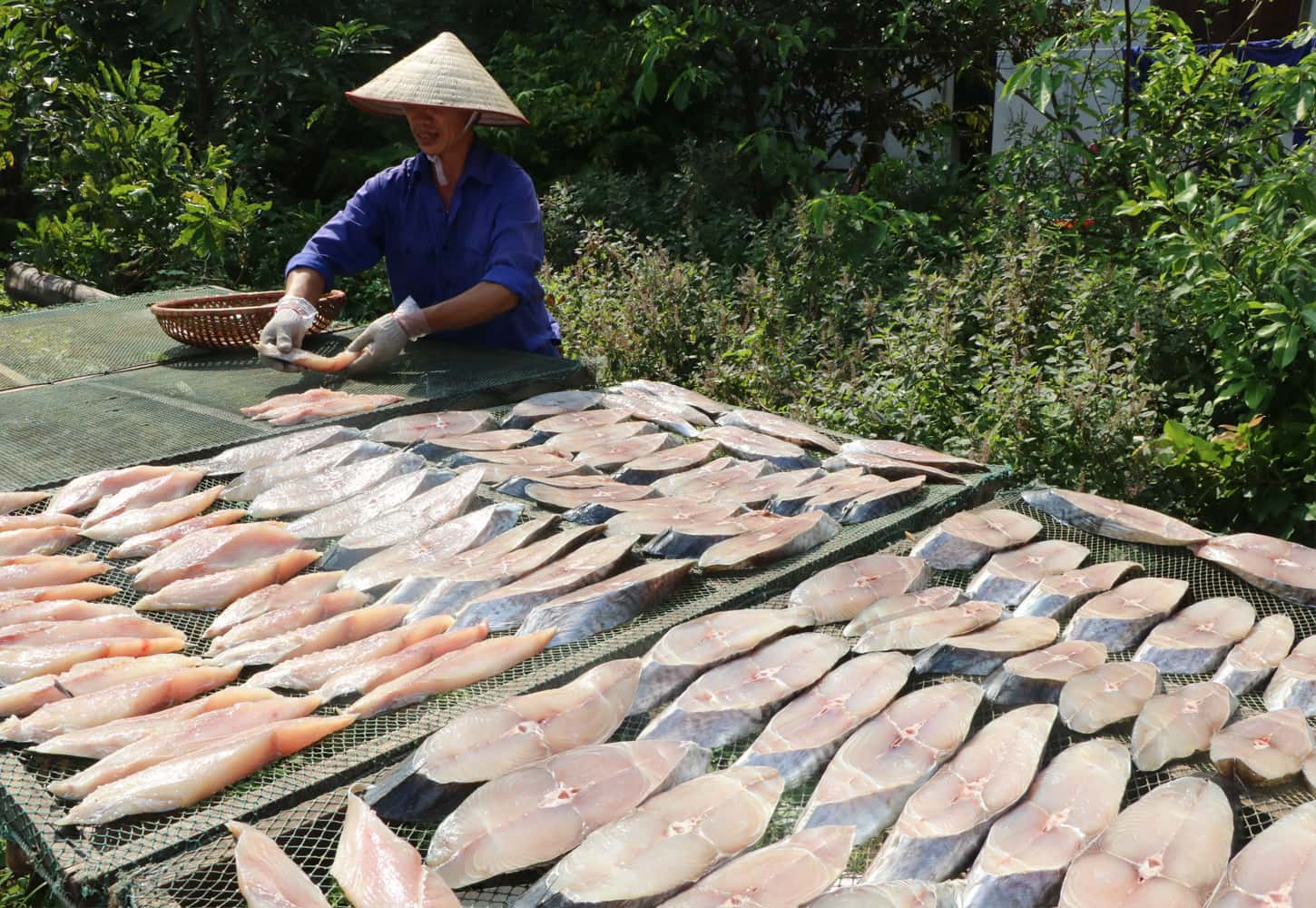 Cá phơi dưới nắng