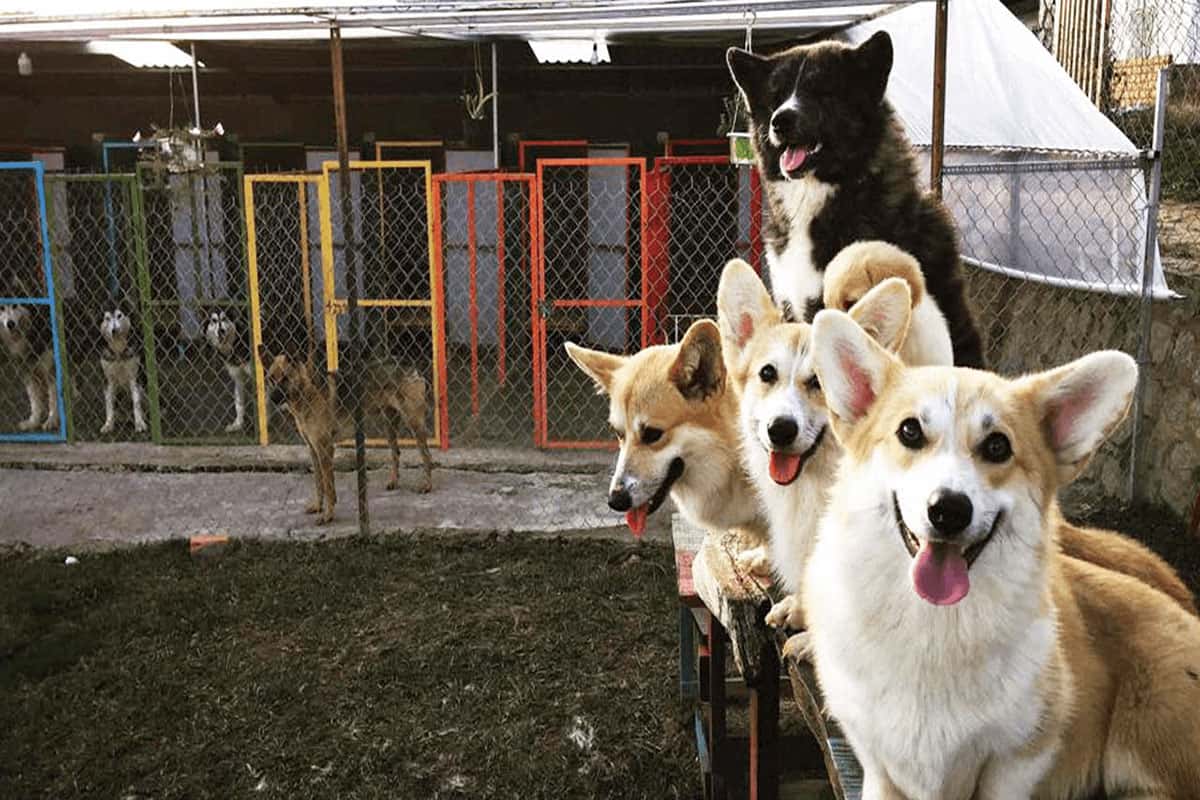 Vườn thú cưng Đà Lạt