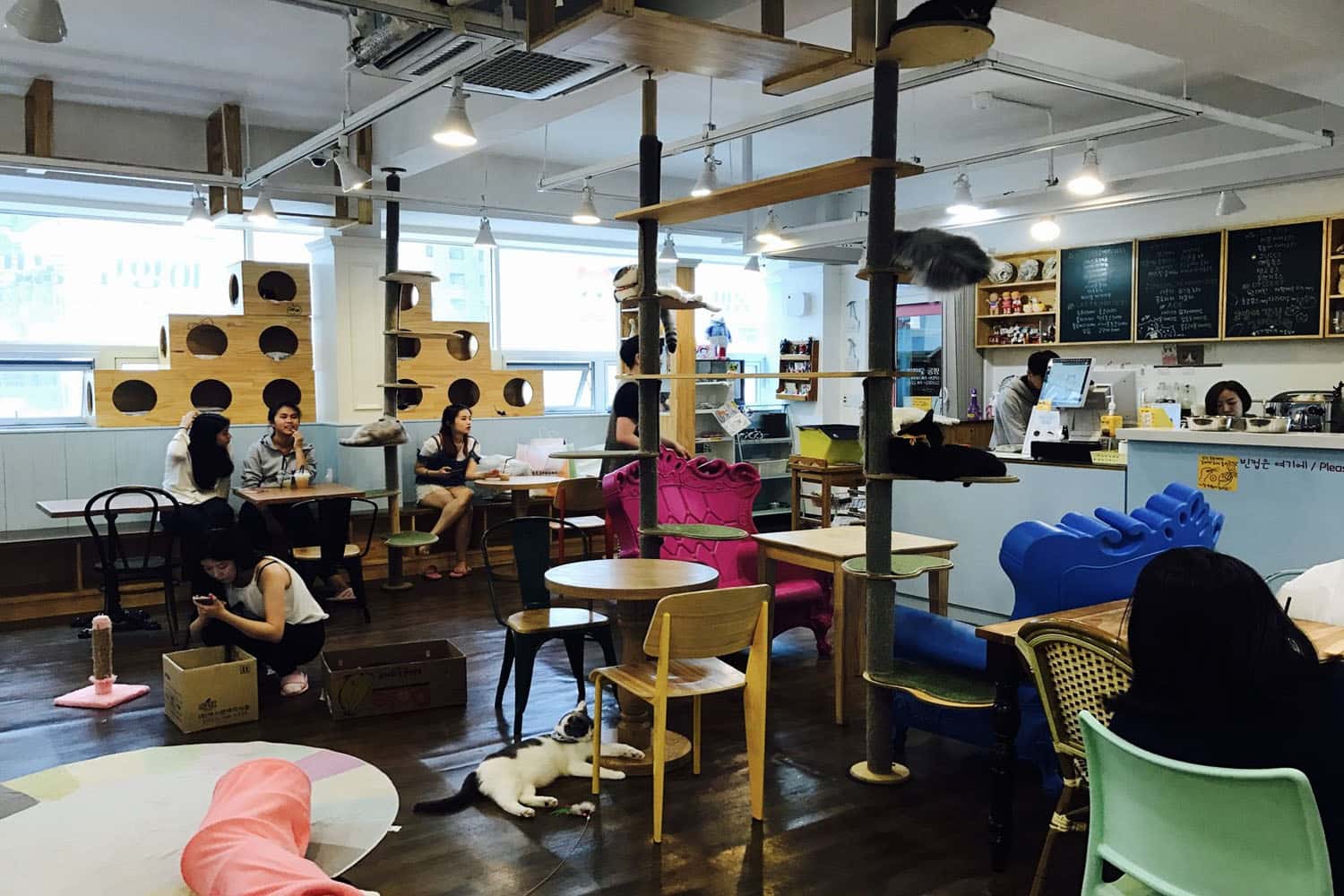Cat Cafe MyeongDong