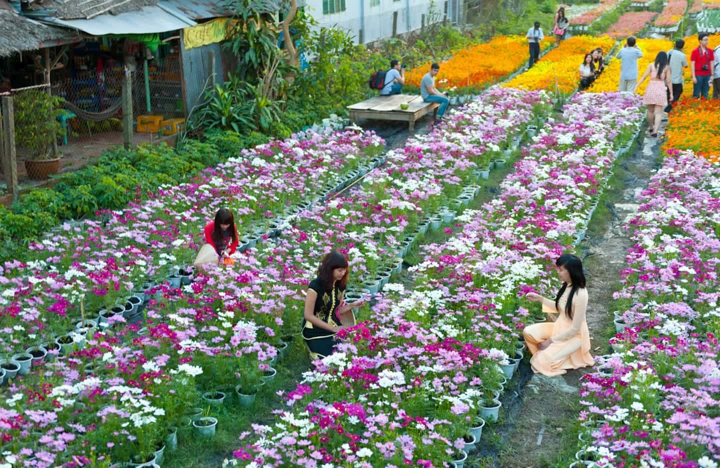Vườn trái cây Đà lạt - làng hoa Vạn Thành