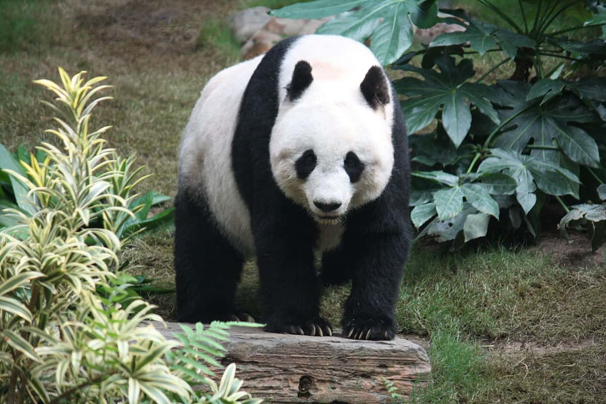Gấu trúc trưởng thành