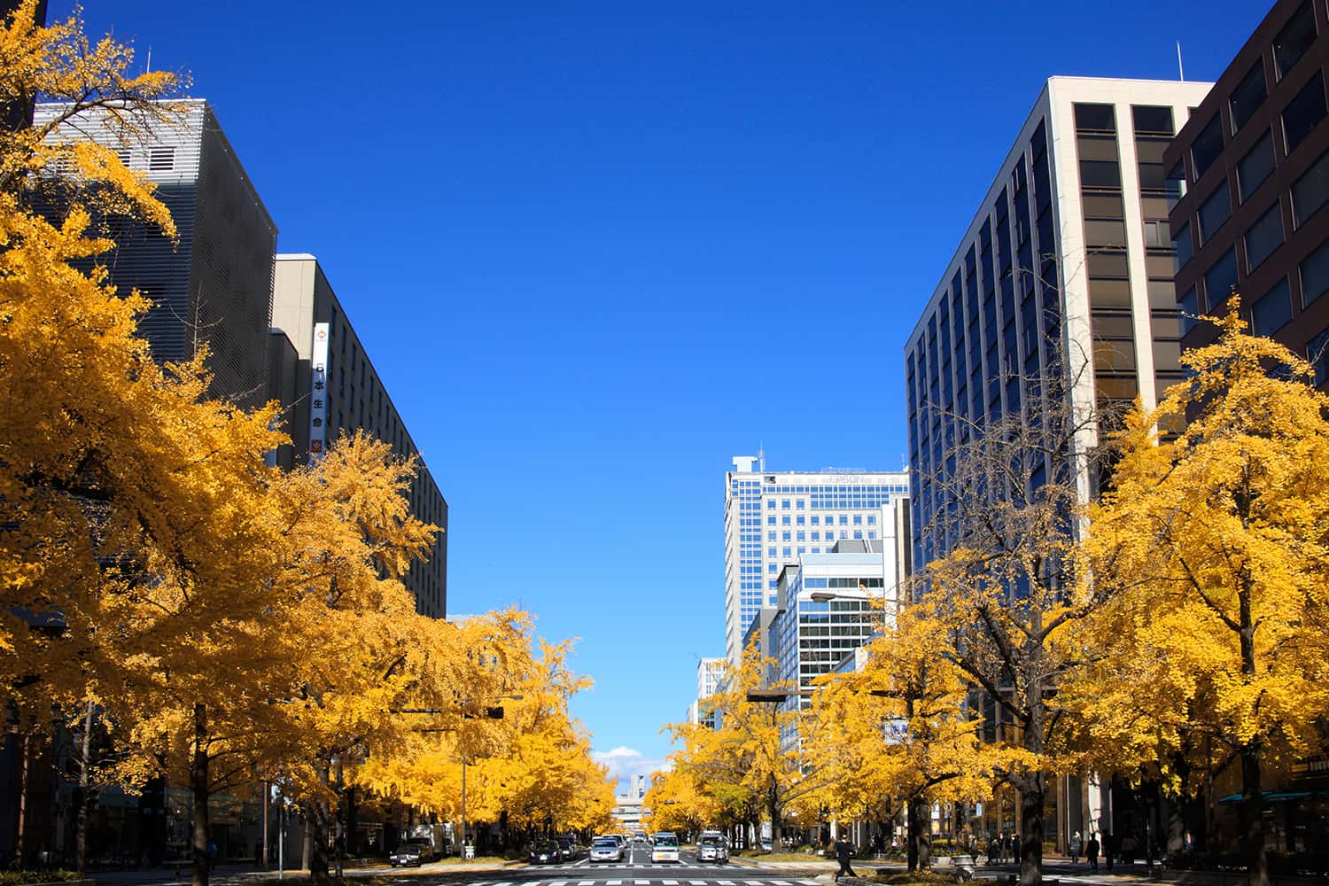 Đại lộ Ginkgo (Cây du) – Icho Namiki - Tokyo