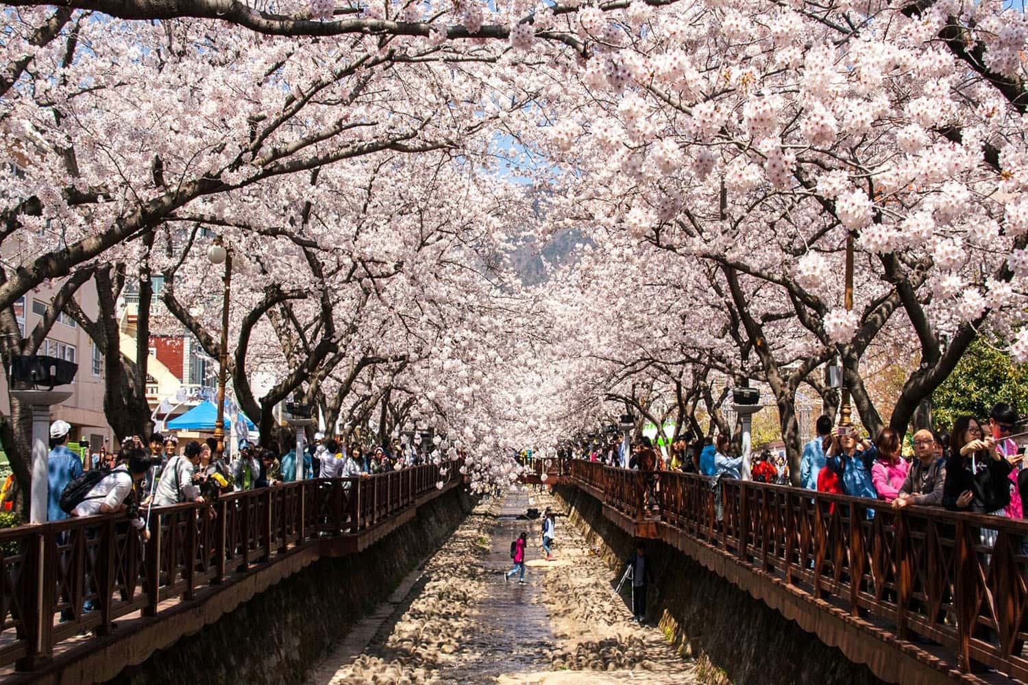 Lễ hội hoa anh đào nổi tiếng
