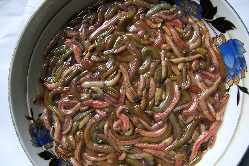 Con rươi 