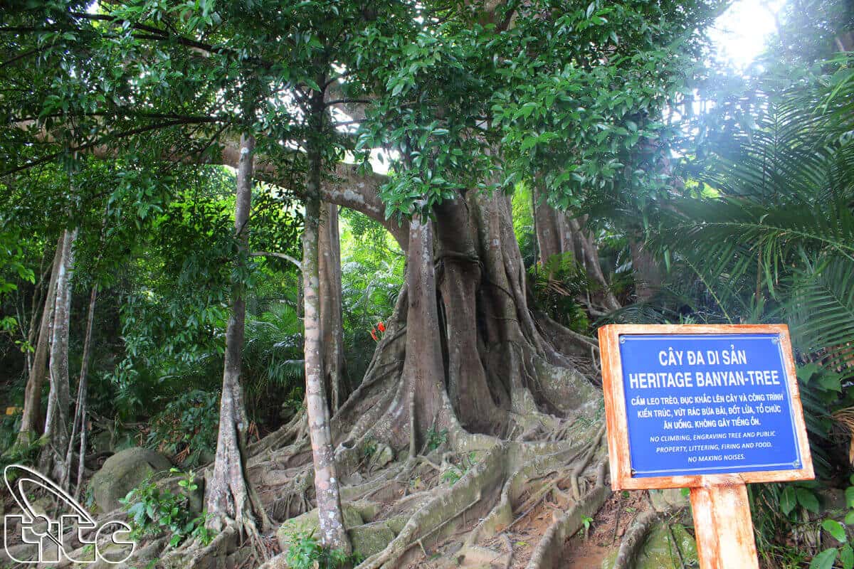 Cây đa nghìn năm tuổi