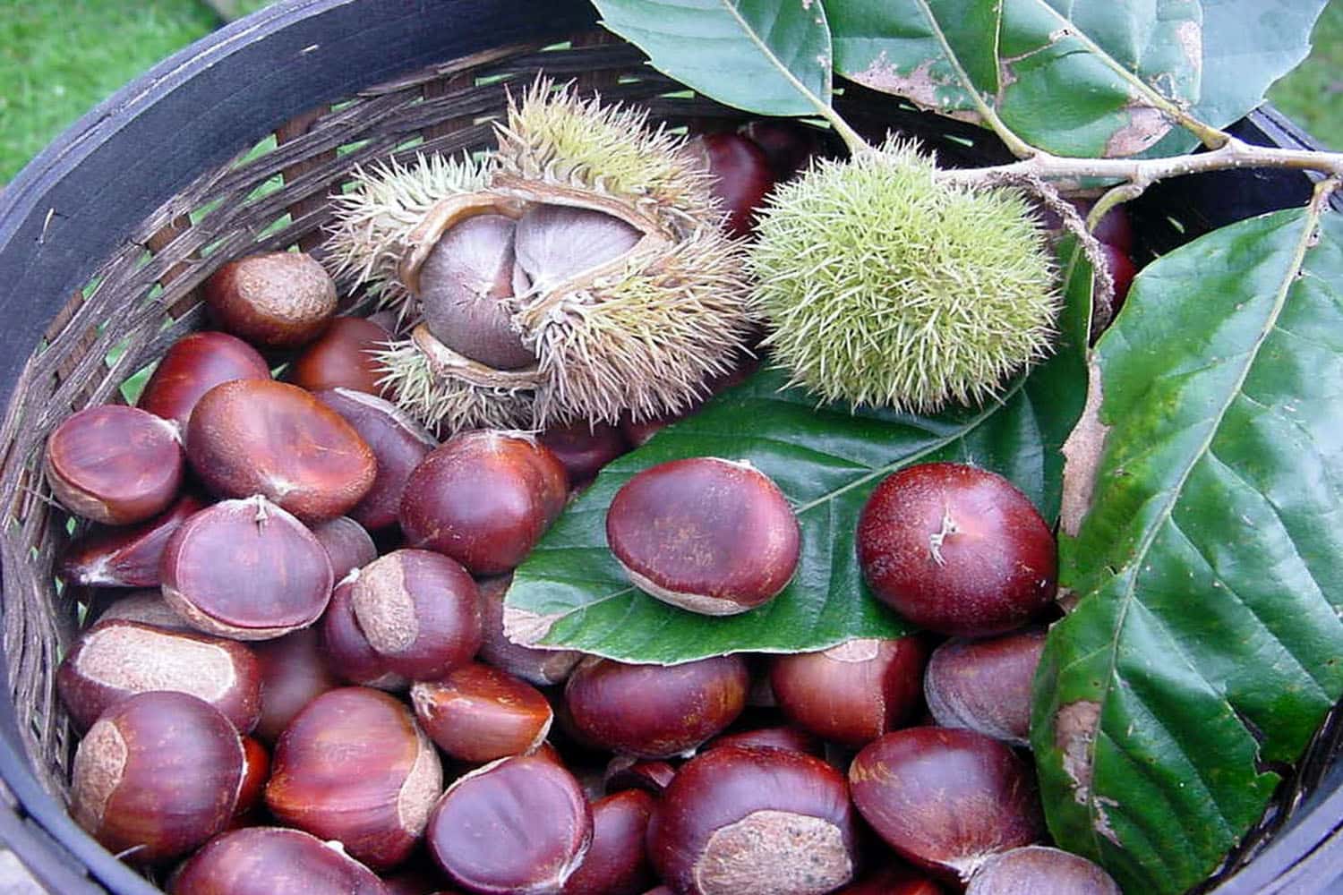 Hạt dẻ rừng Trương Gia Giới
