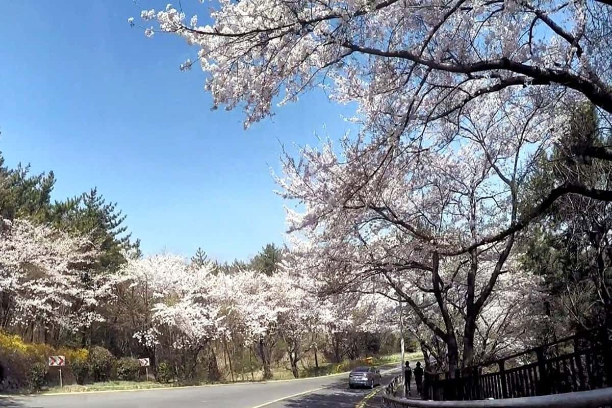 Con đường Dalmaji rực sắc hoa anh đào